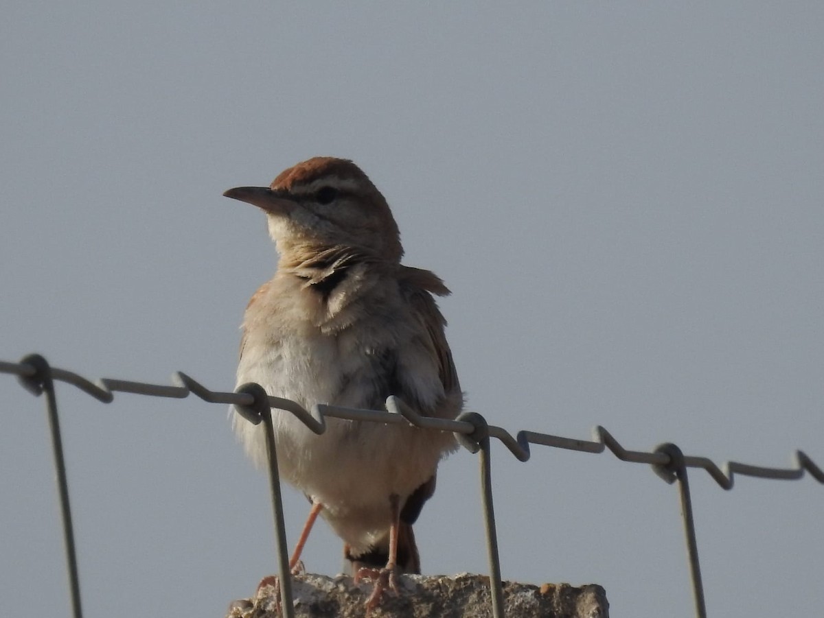 Rufous-tailed Scrub-Robin - Jose Vicente Navarro San Andrés