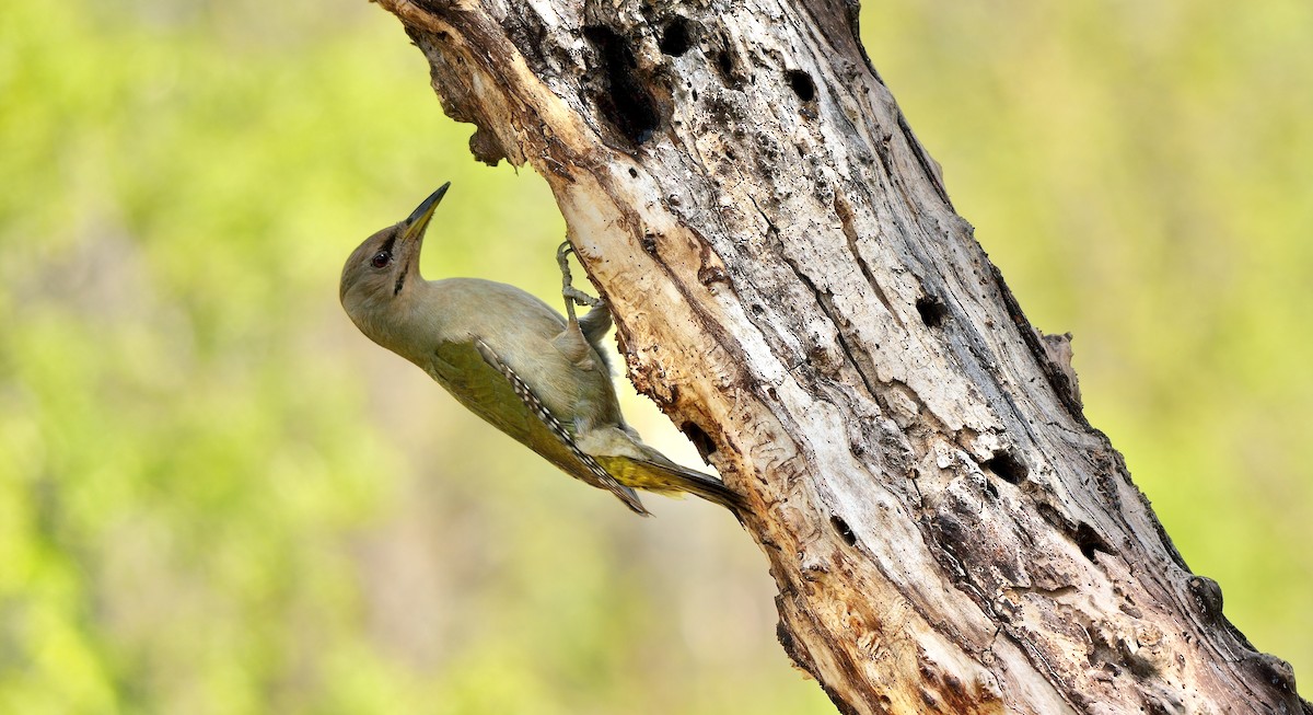 Gray-headed Woodpecker - ML467956361