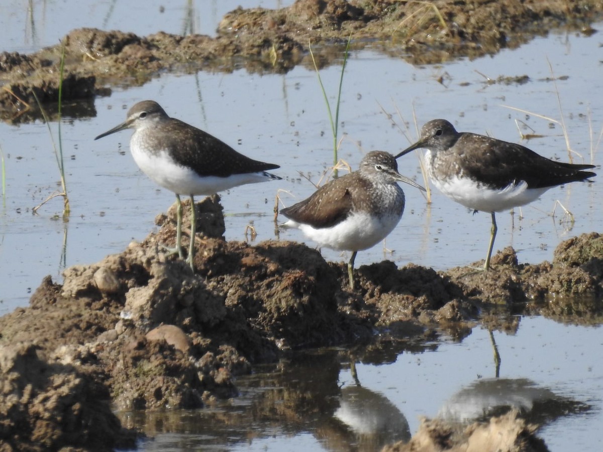 白腰草鷸 - ML467956371