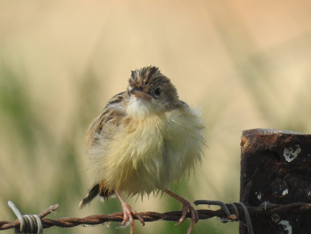 cistovník rákosníkový - ML467956391