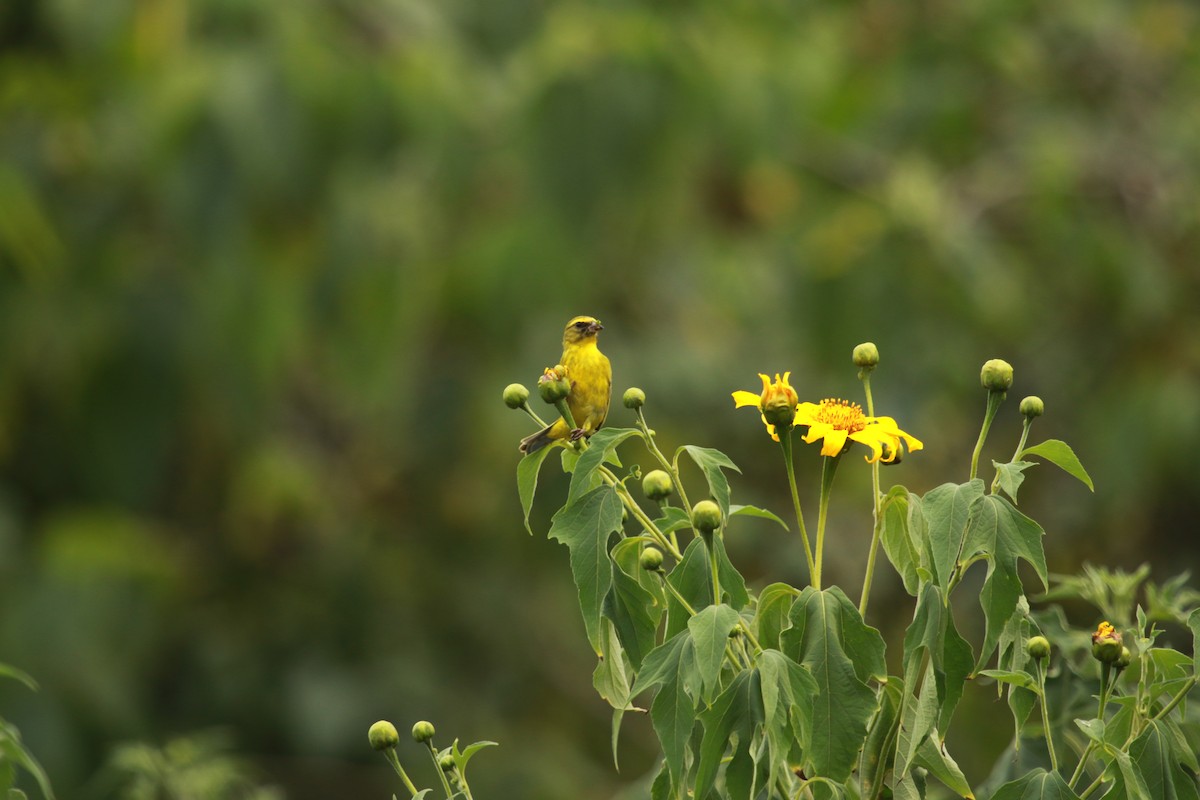 Serinus sp. - Krist Crommen