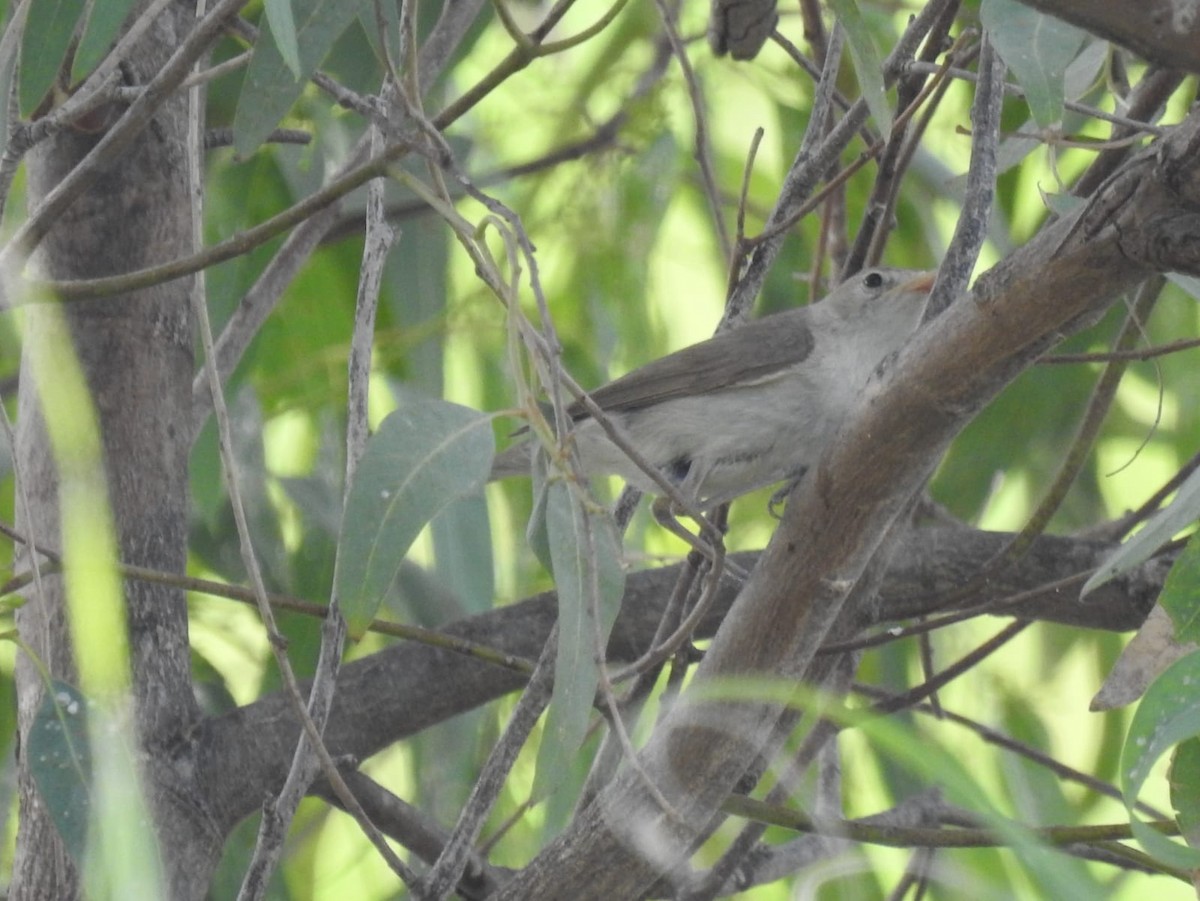 Western Olivaceous Warbler - ML467956501