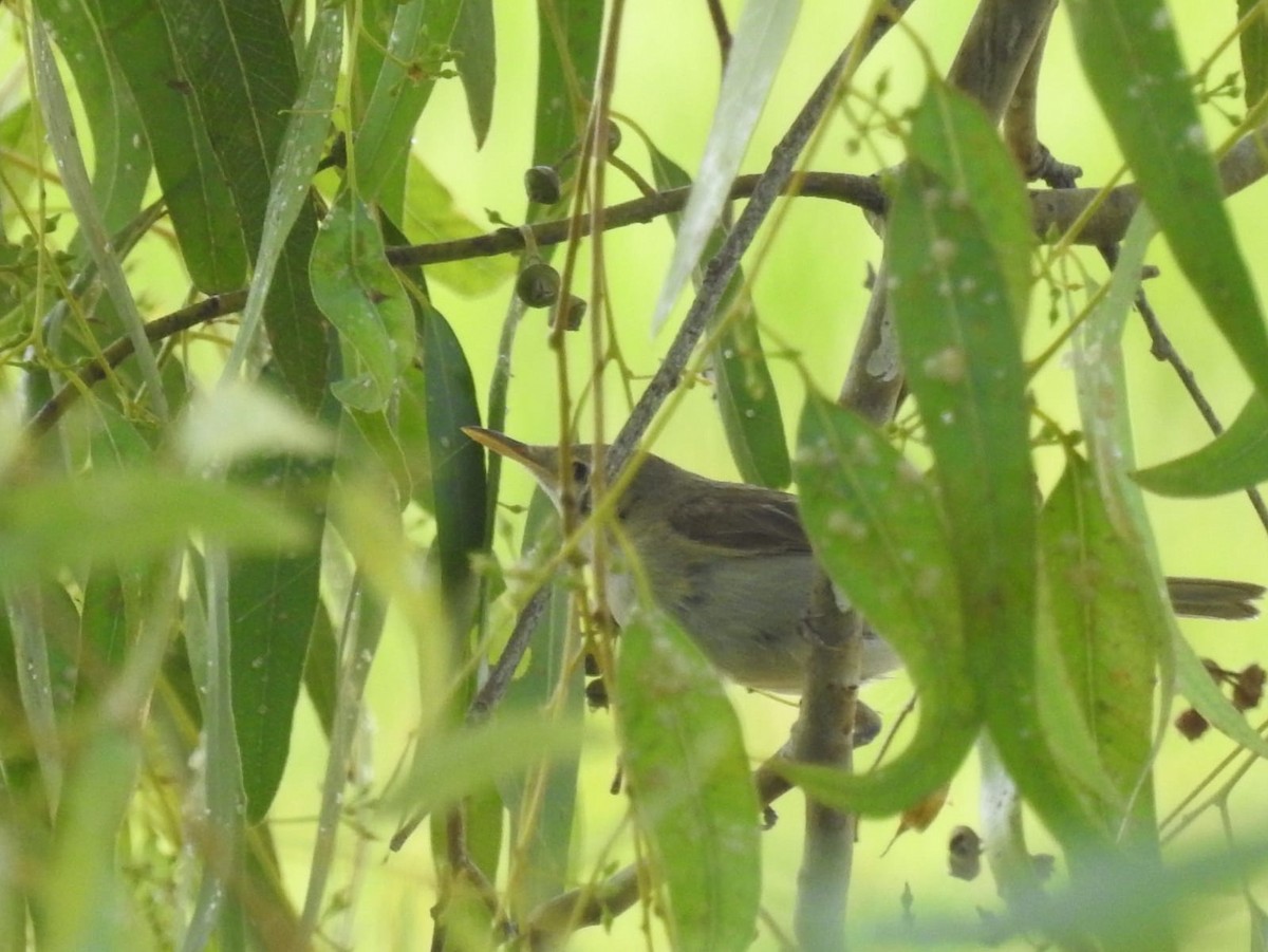 Western Olivaceous Warbler - Jose Vicente Navarro San Andrés