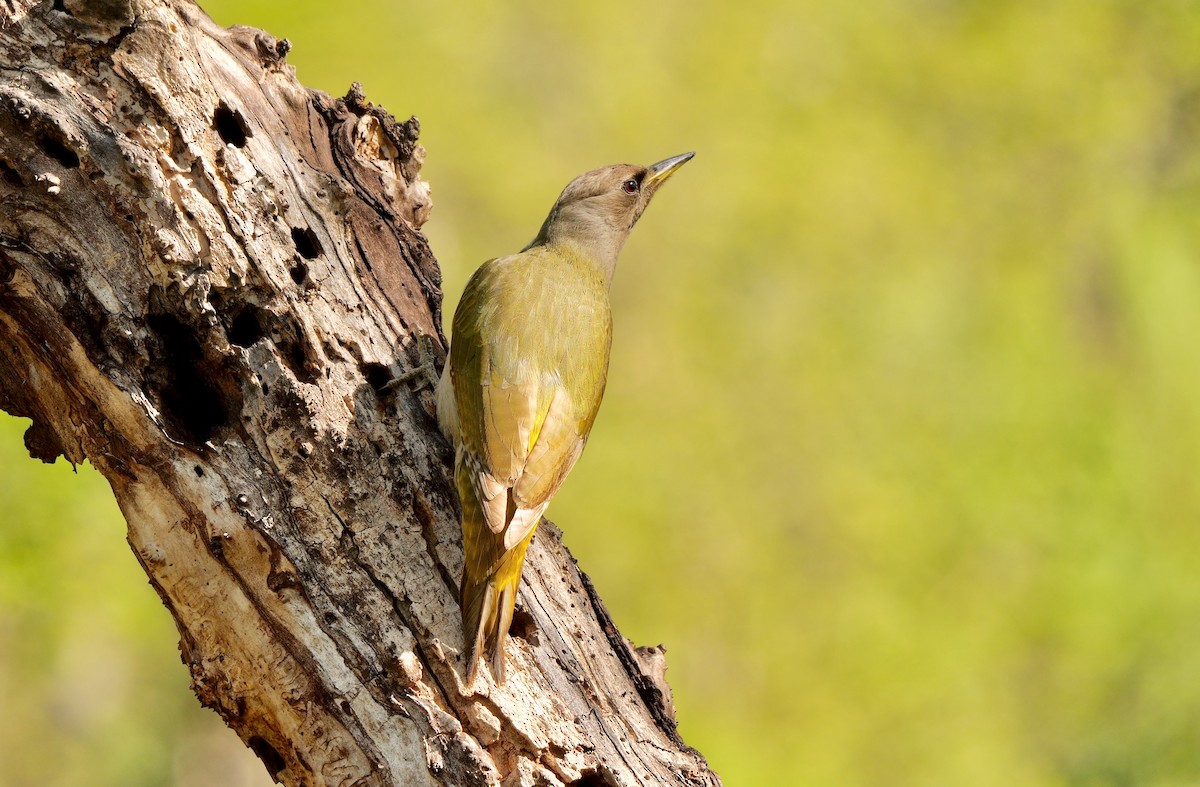 Gray-headed Woodpecker - Greg Baker