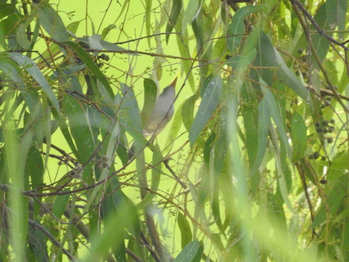 Western Olivaceous Warbler - Jose Vicente Navarro San Andrés