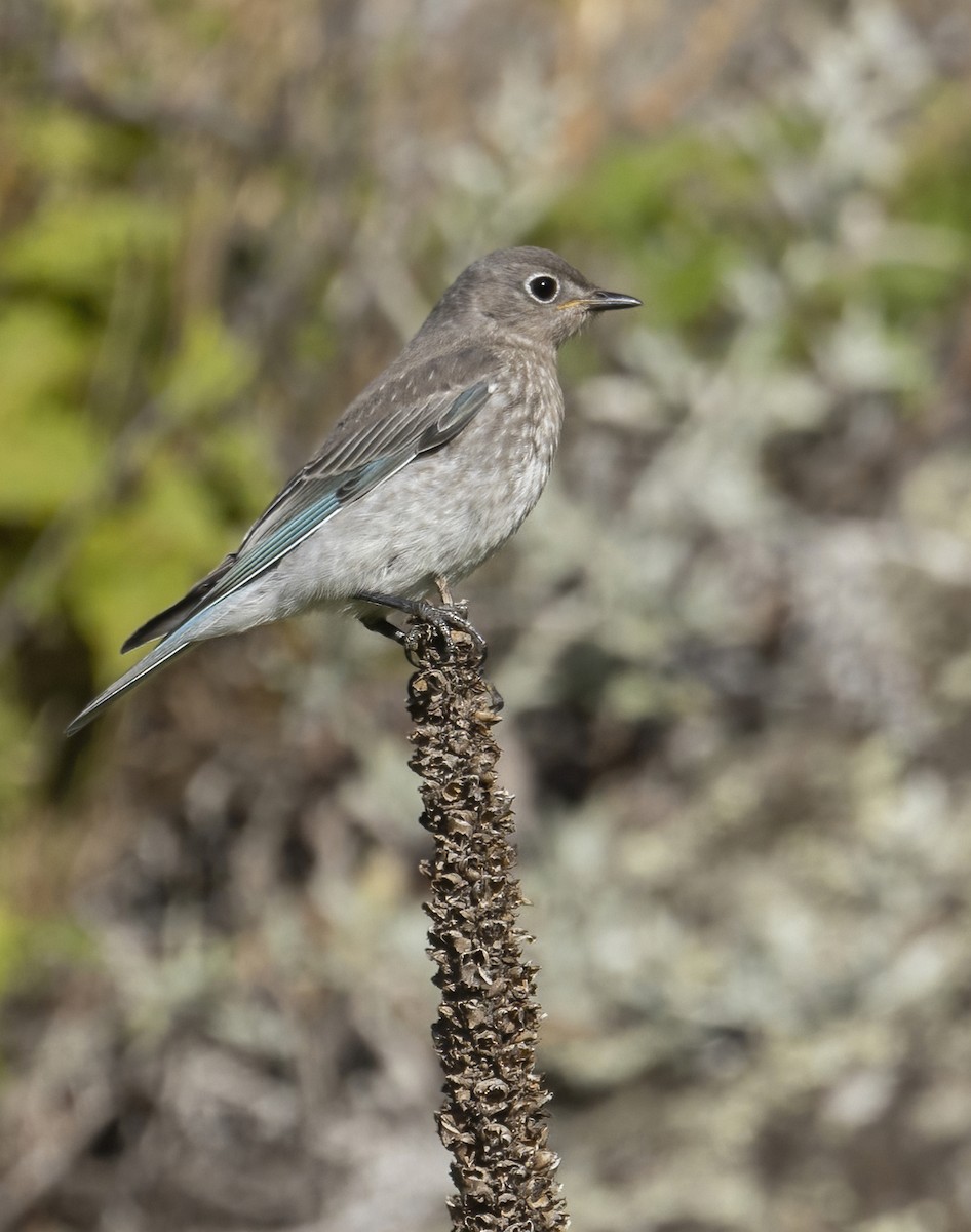 Mountain Bluebird - ML467957931