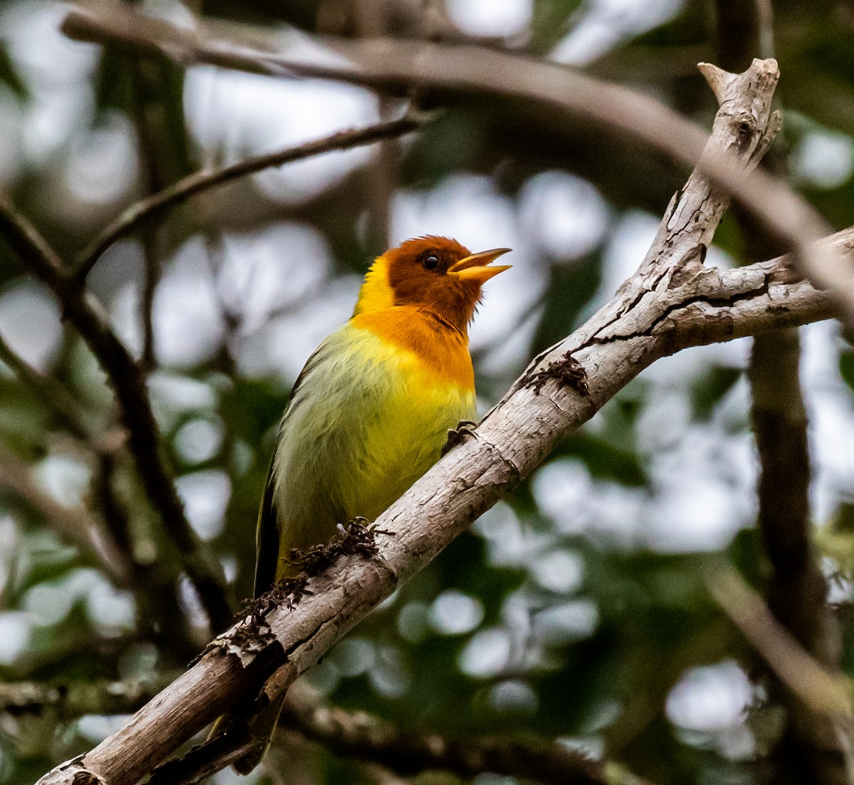 Rufous-headed Tanager - Ron Hoff Dollyann Myers