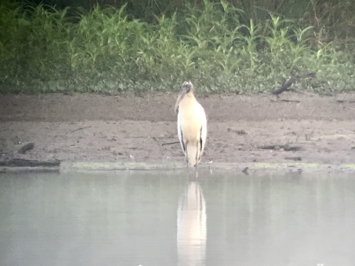 Wood Stork - ML467958281