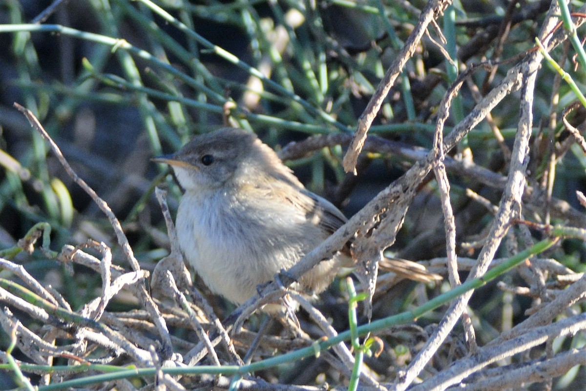 Little Grassbird - ML46796121