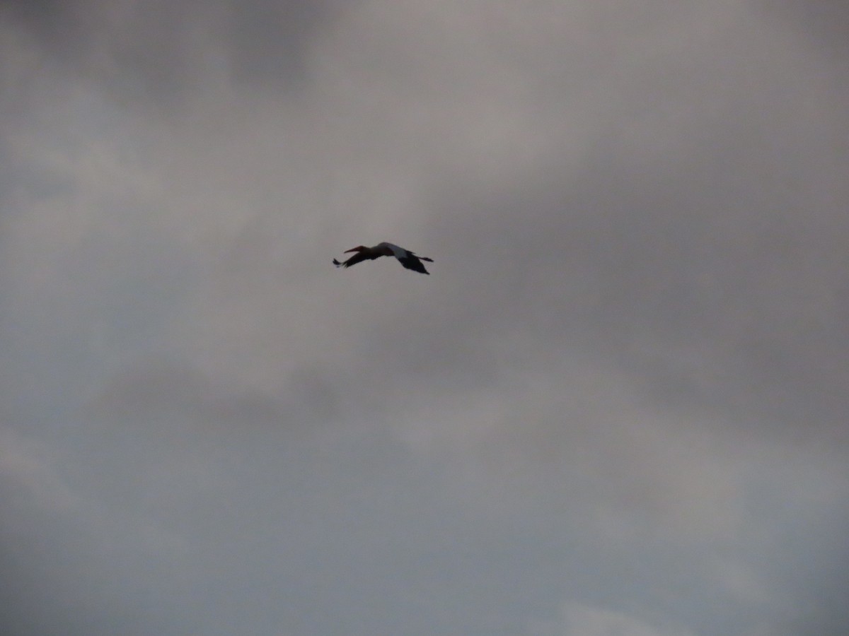 Yellow-billed Stork - ML467961661