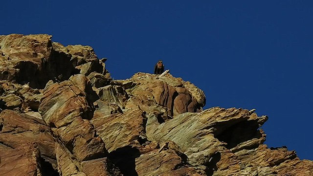 Upland Buzzard - ML467963071