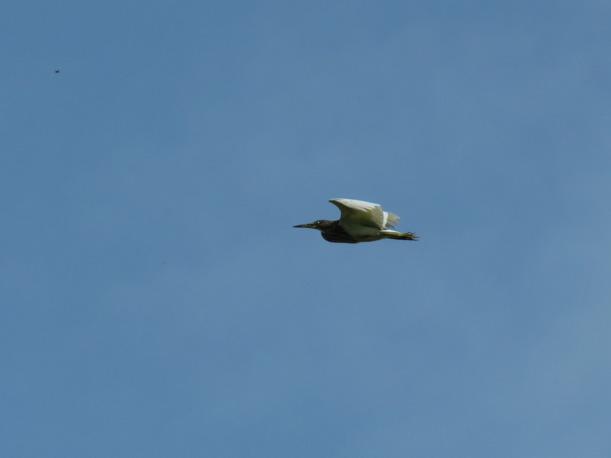 Javan Pond-Heron - Stuart Ling