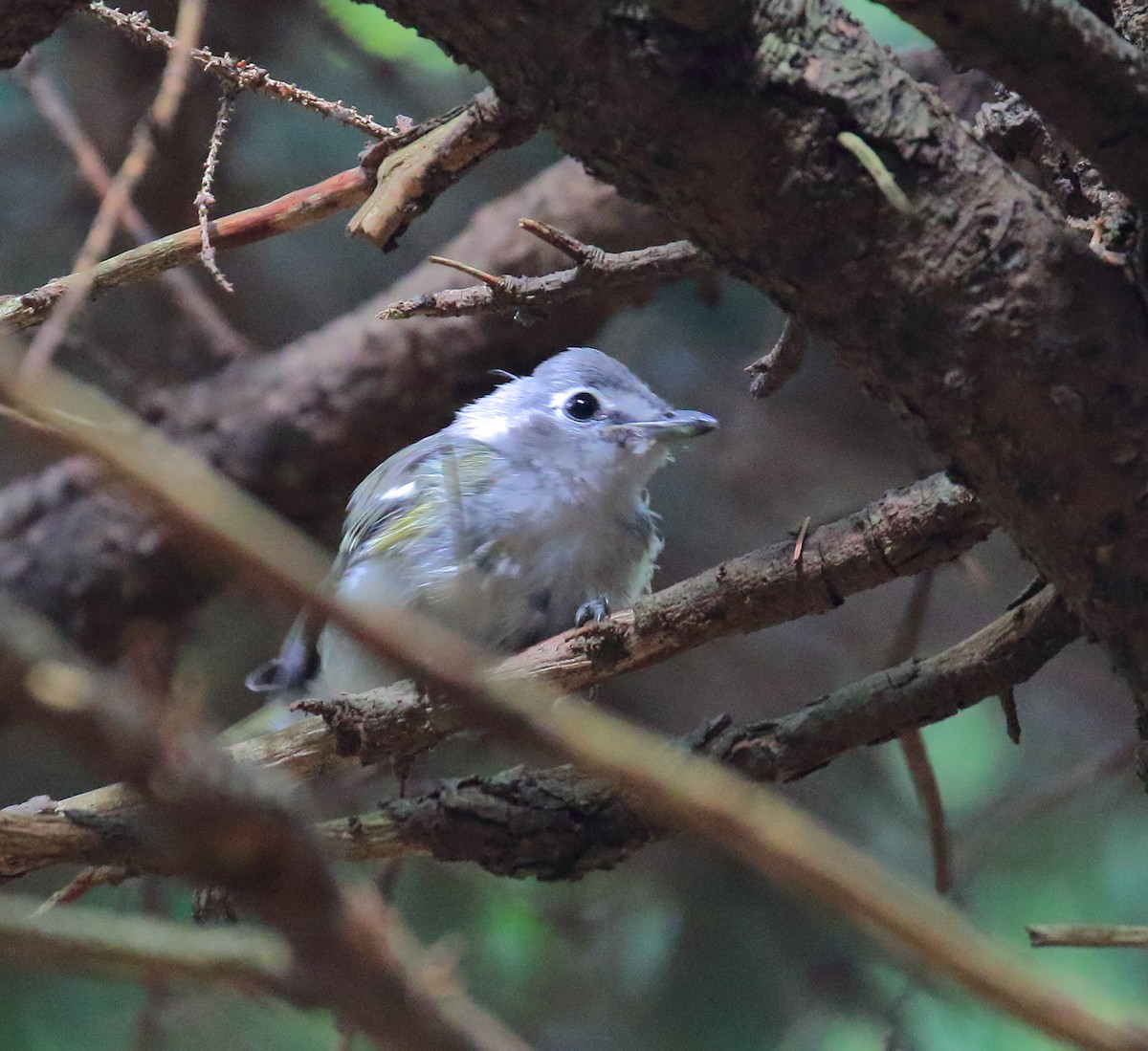 Blue-headed Vireo - ML467964921