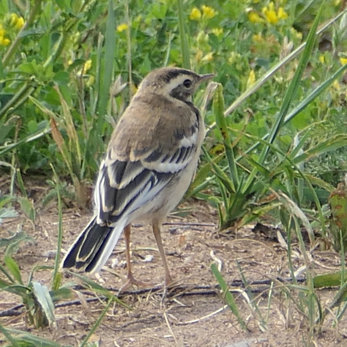 Citrine Wagtail - ML467965121