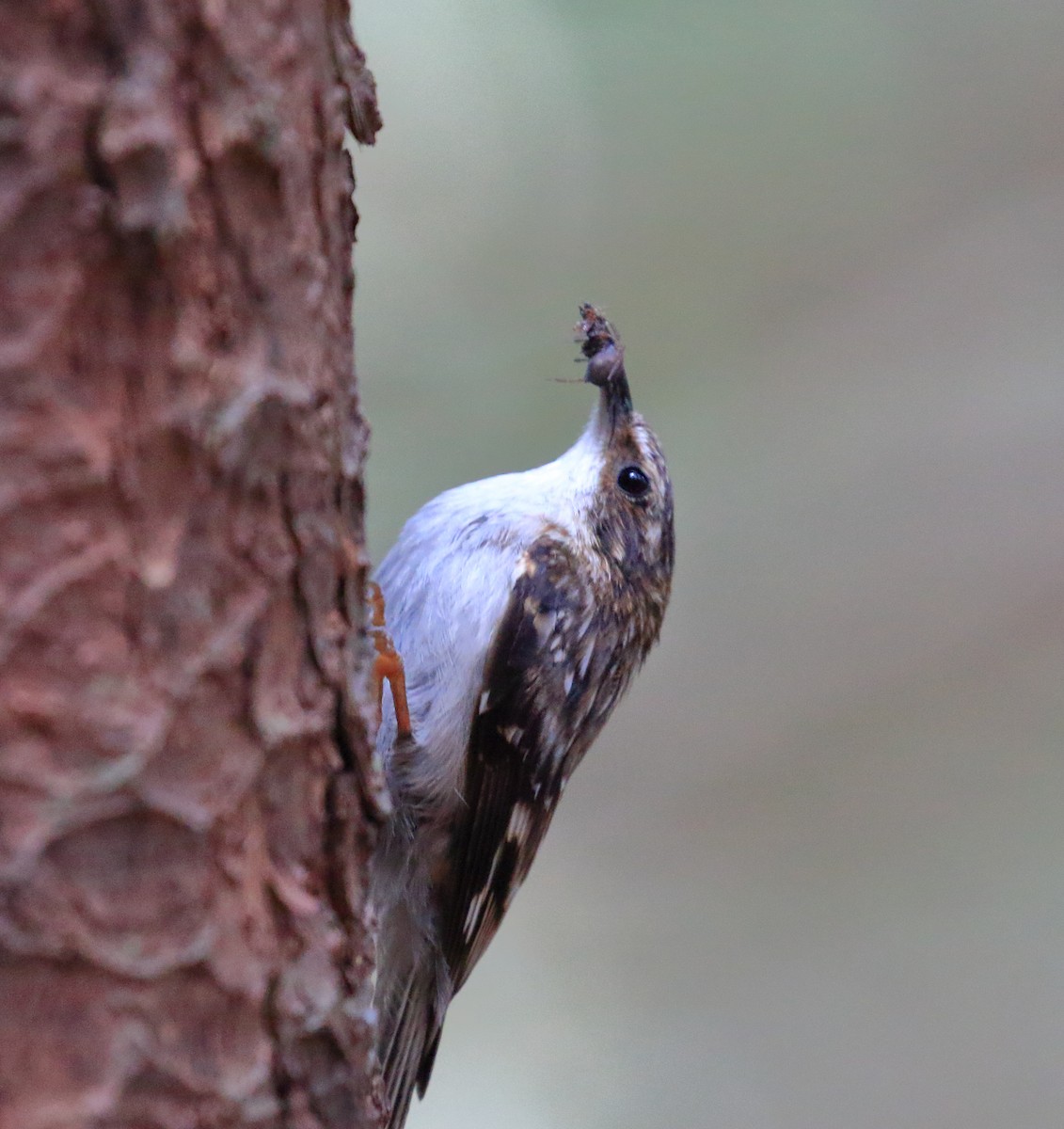 Brown Creeper - ML467965191