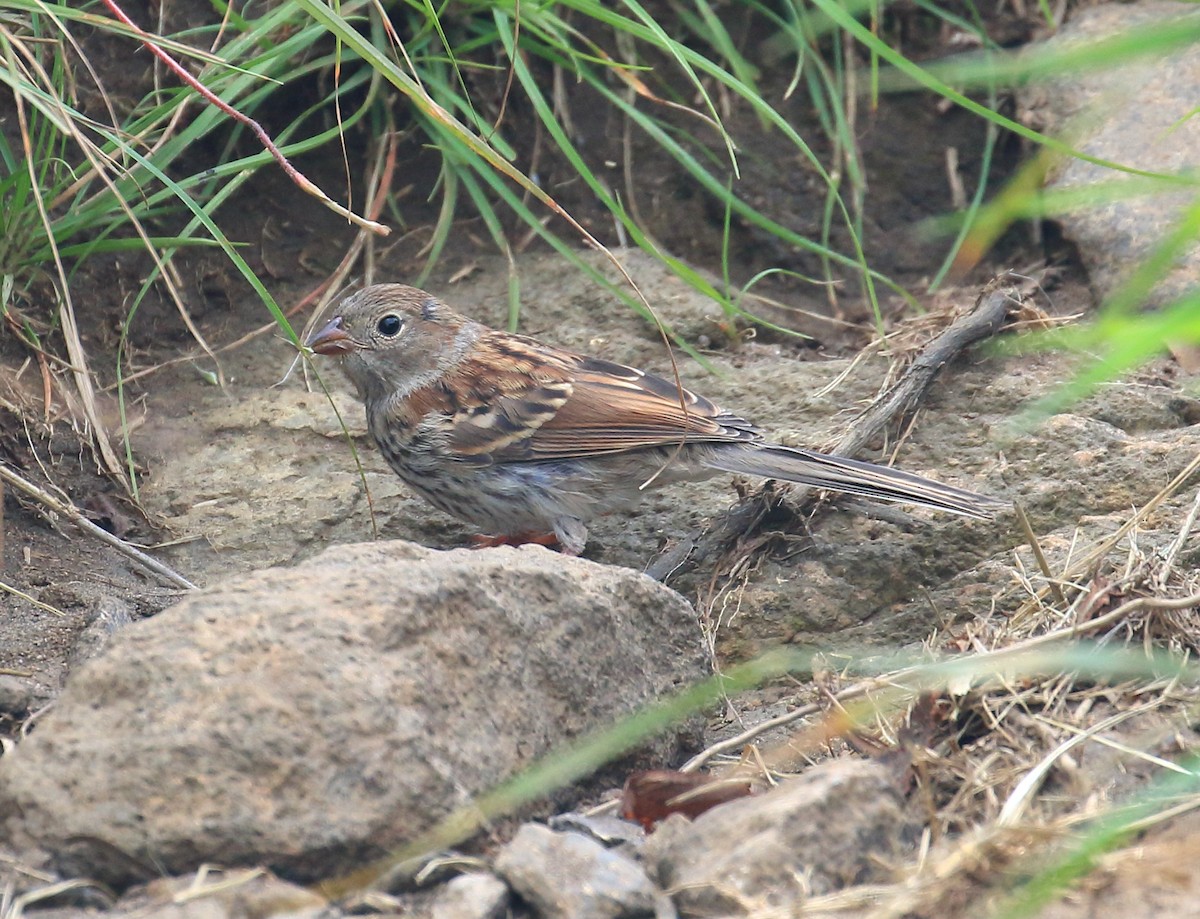 Field Sparrow - ML467965231