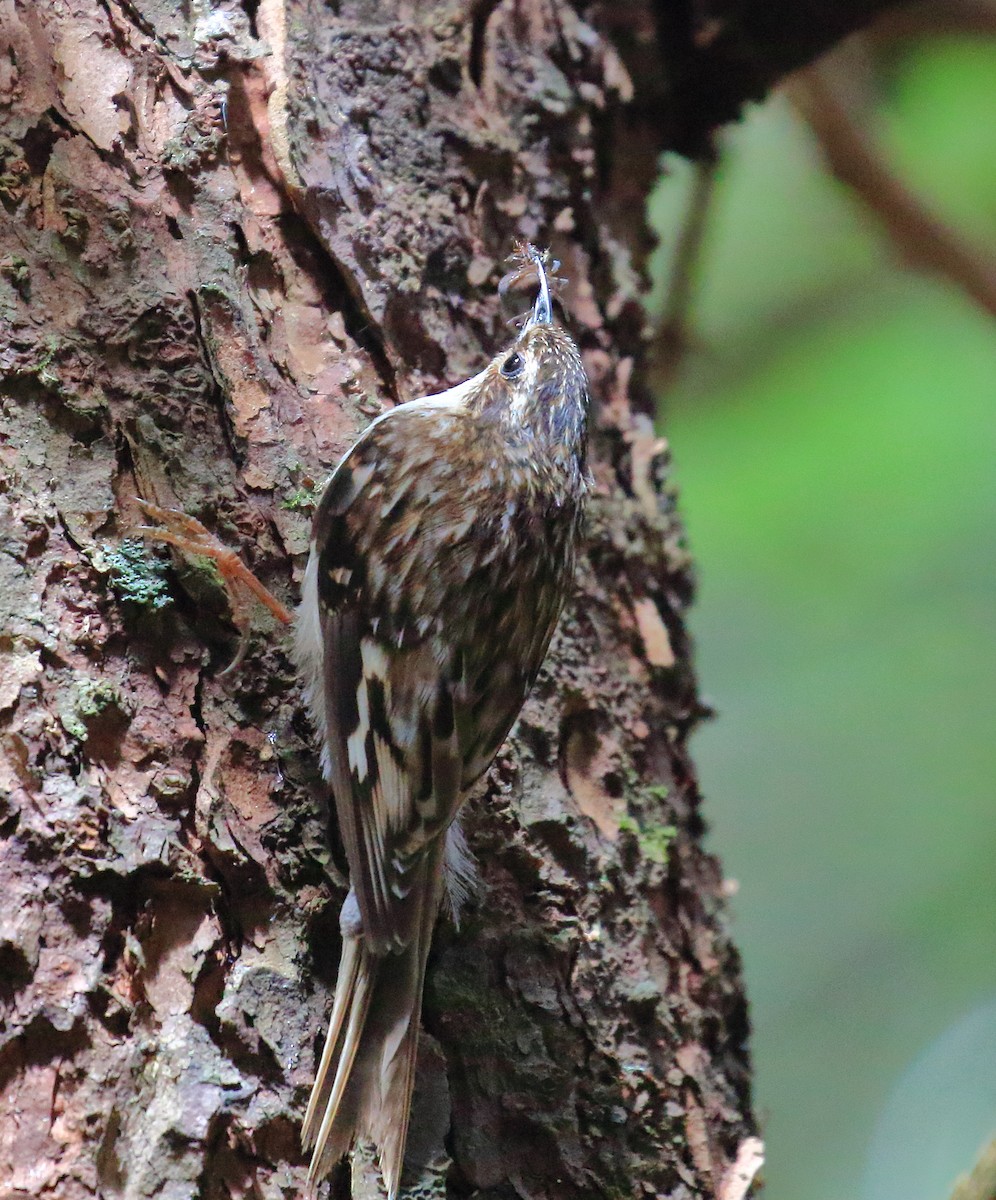 Brown Creeper - ML467965251