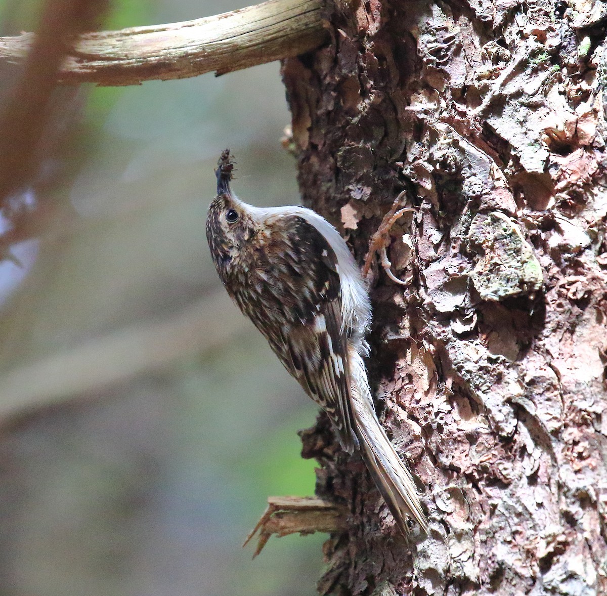 Brown Creeper - ML467965261