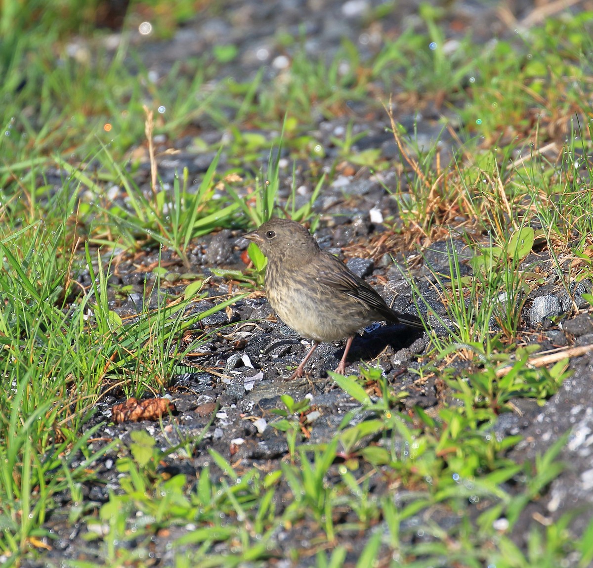 Dark-eyed Junco - ML467965291