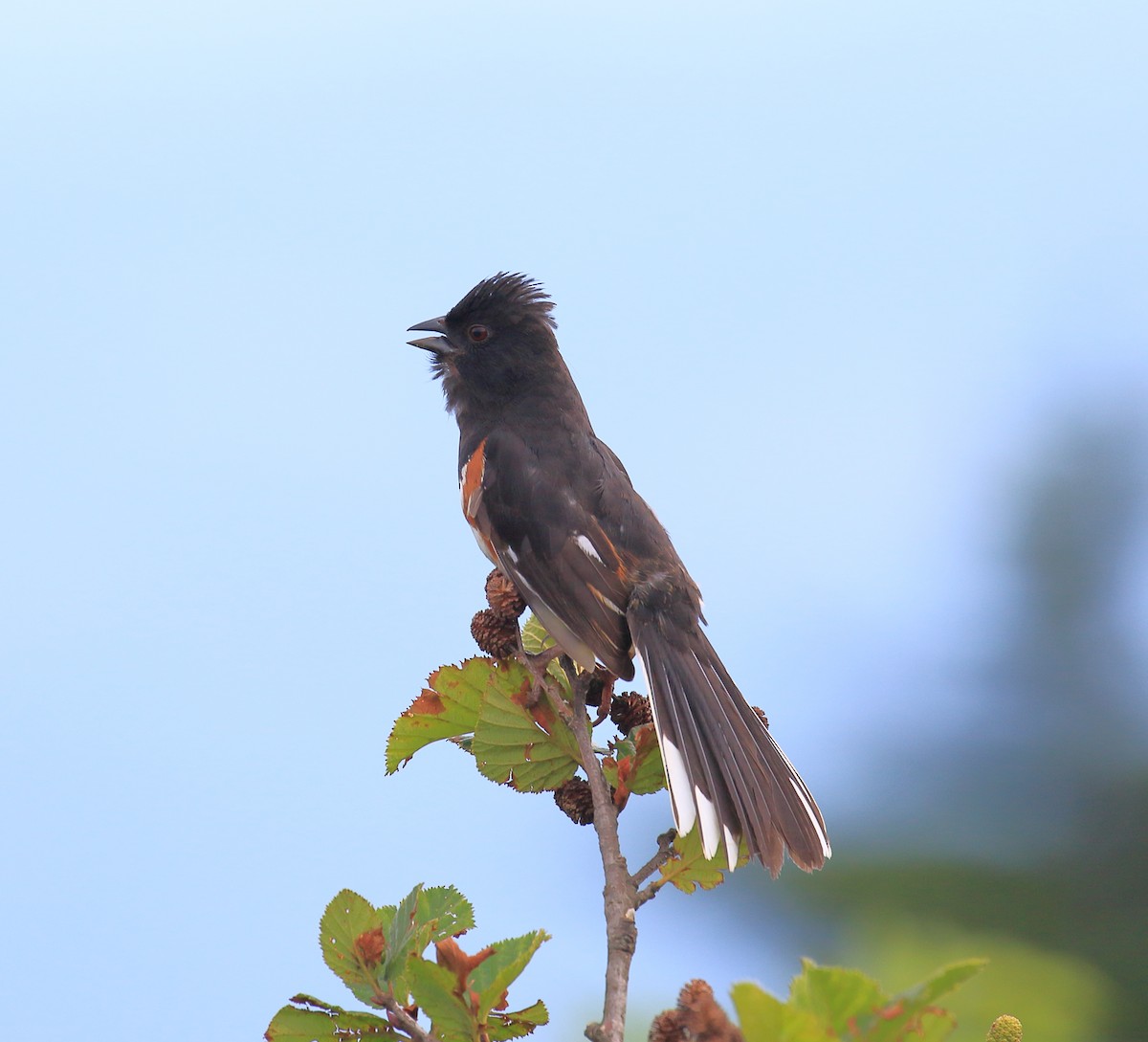 Eastern Towhee - ML467965351