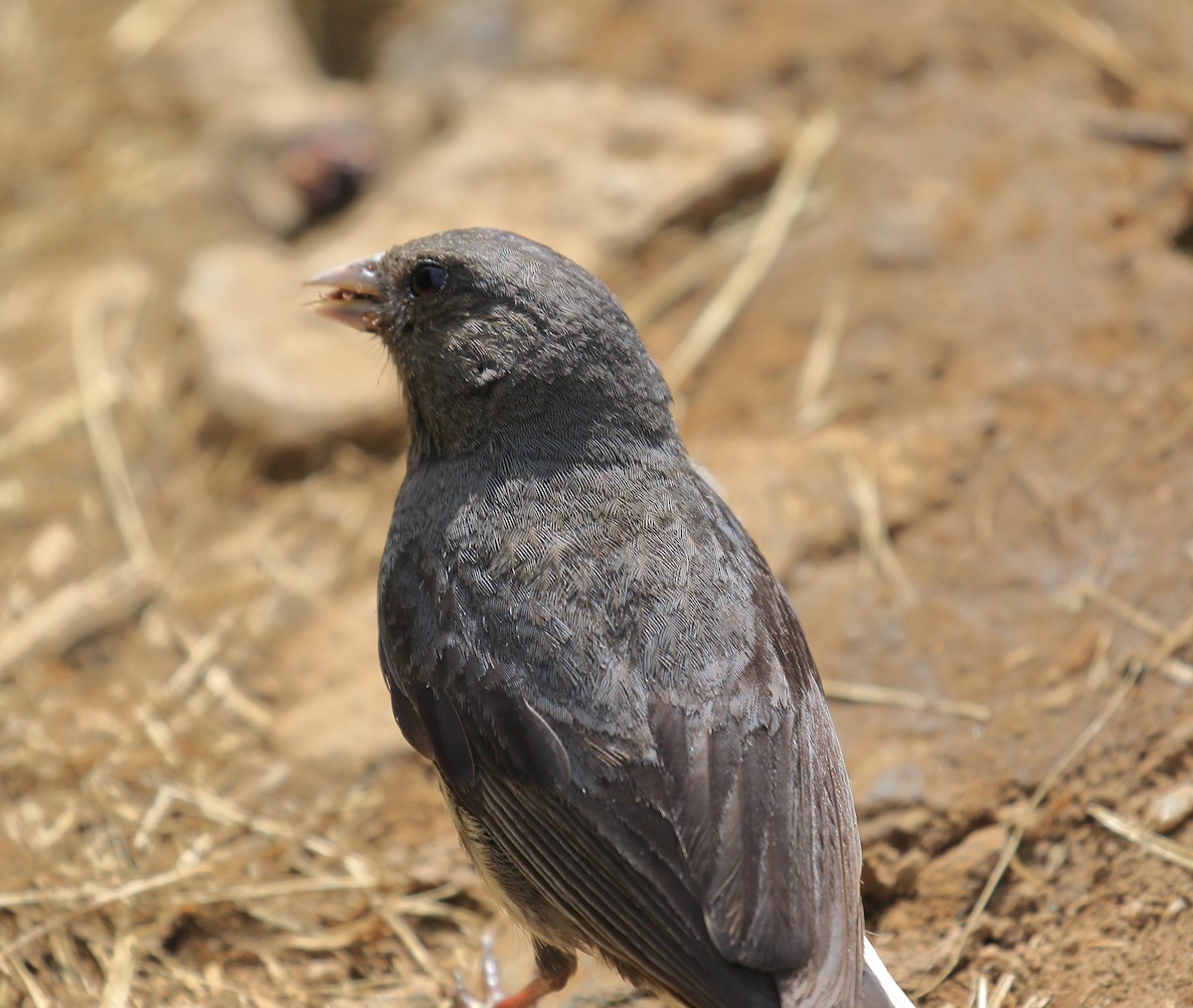 Dark-eyed Junco - ML467965381