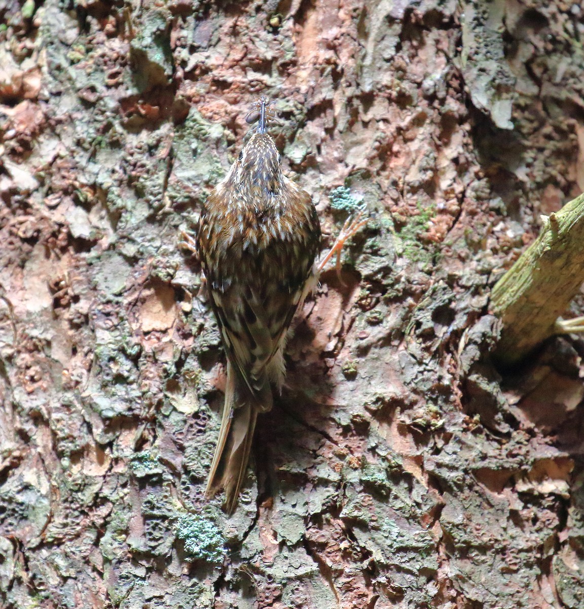 Brown Creeper - ML467965391