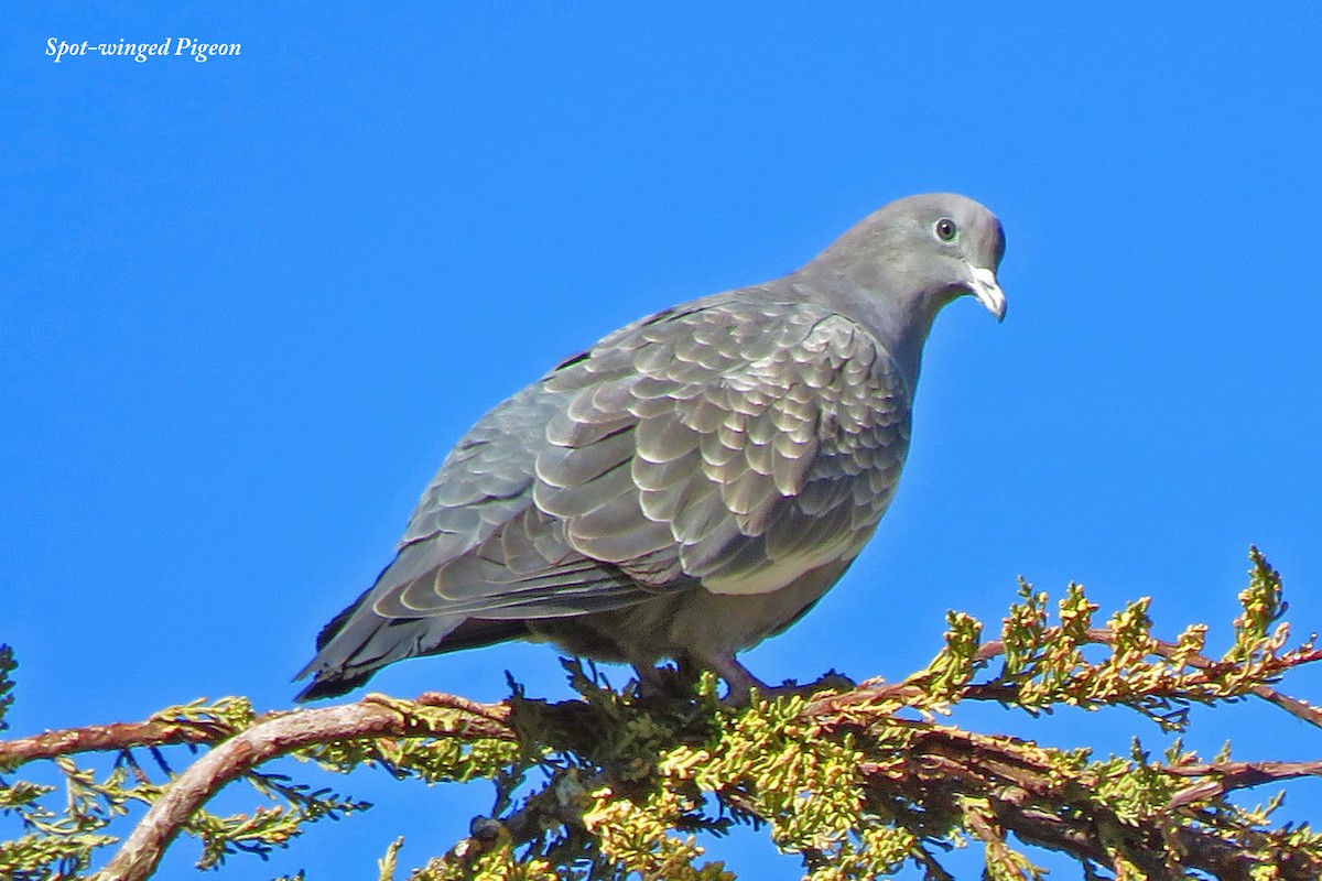 Spot-winged Pigeon - ML467965441