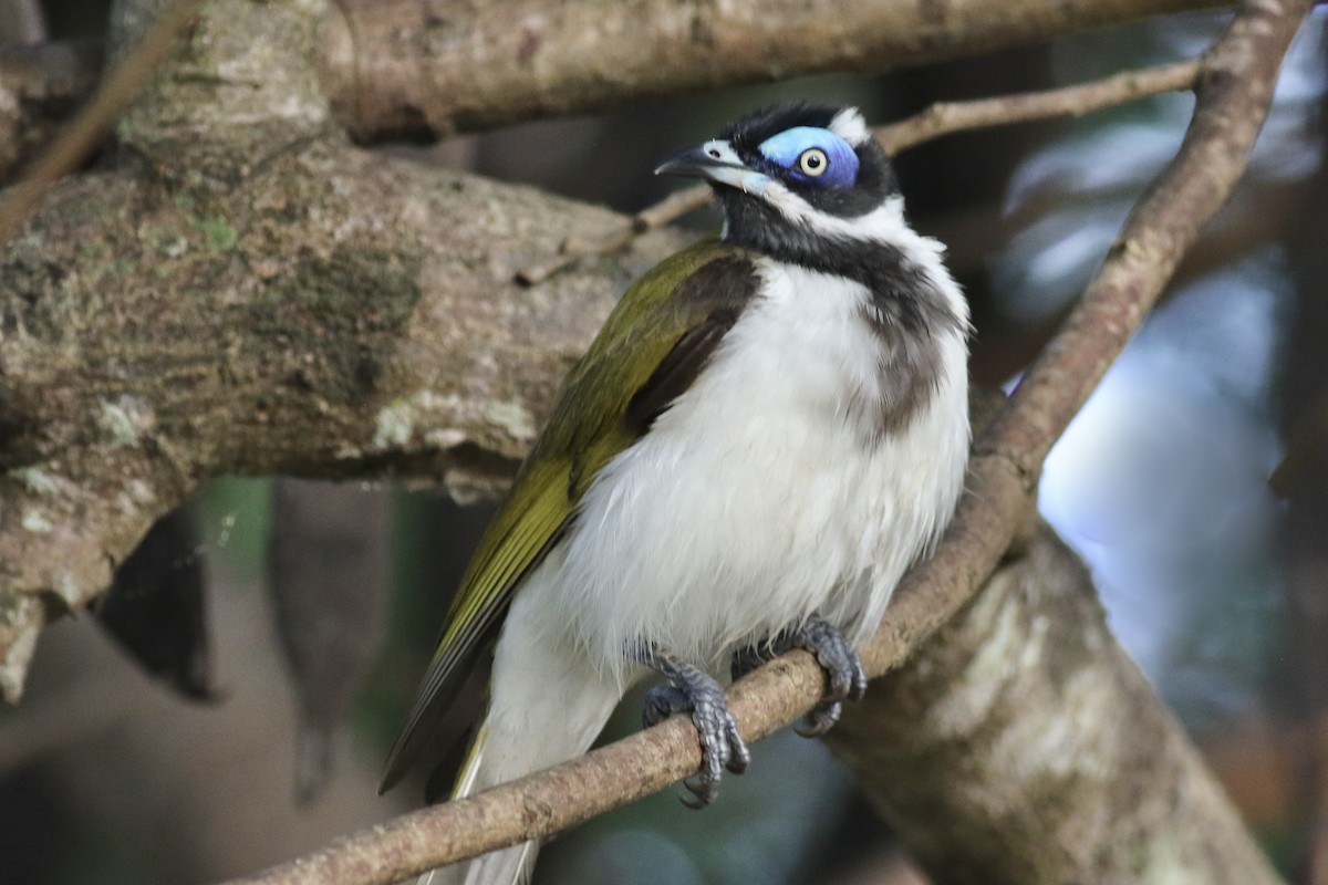 Blue-faced Honeyeater - ML467966401