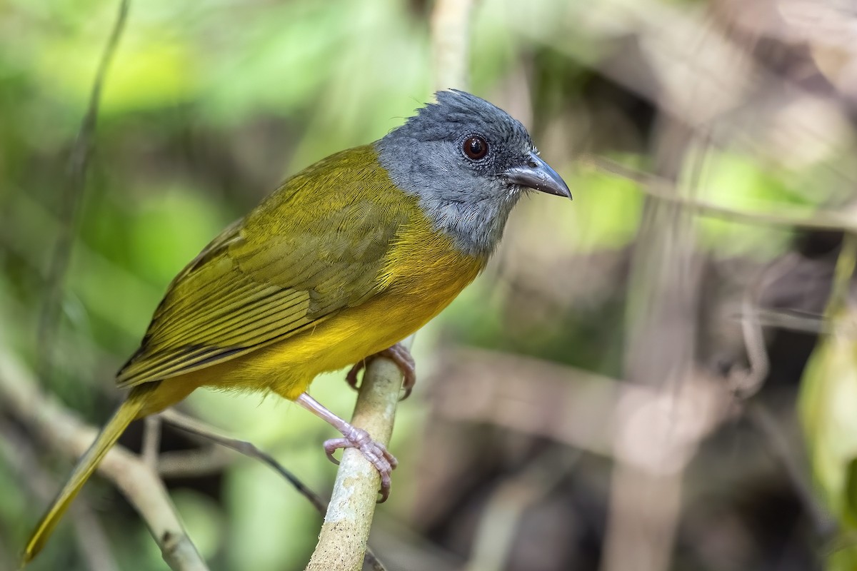 Gray-headed Tanager - ML467966491