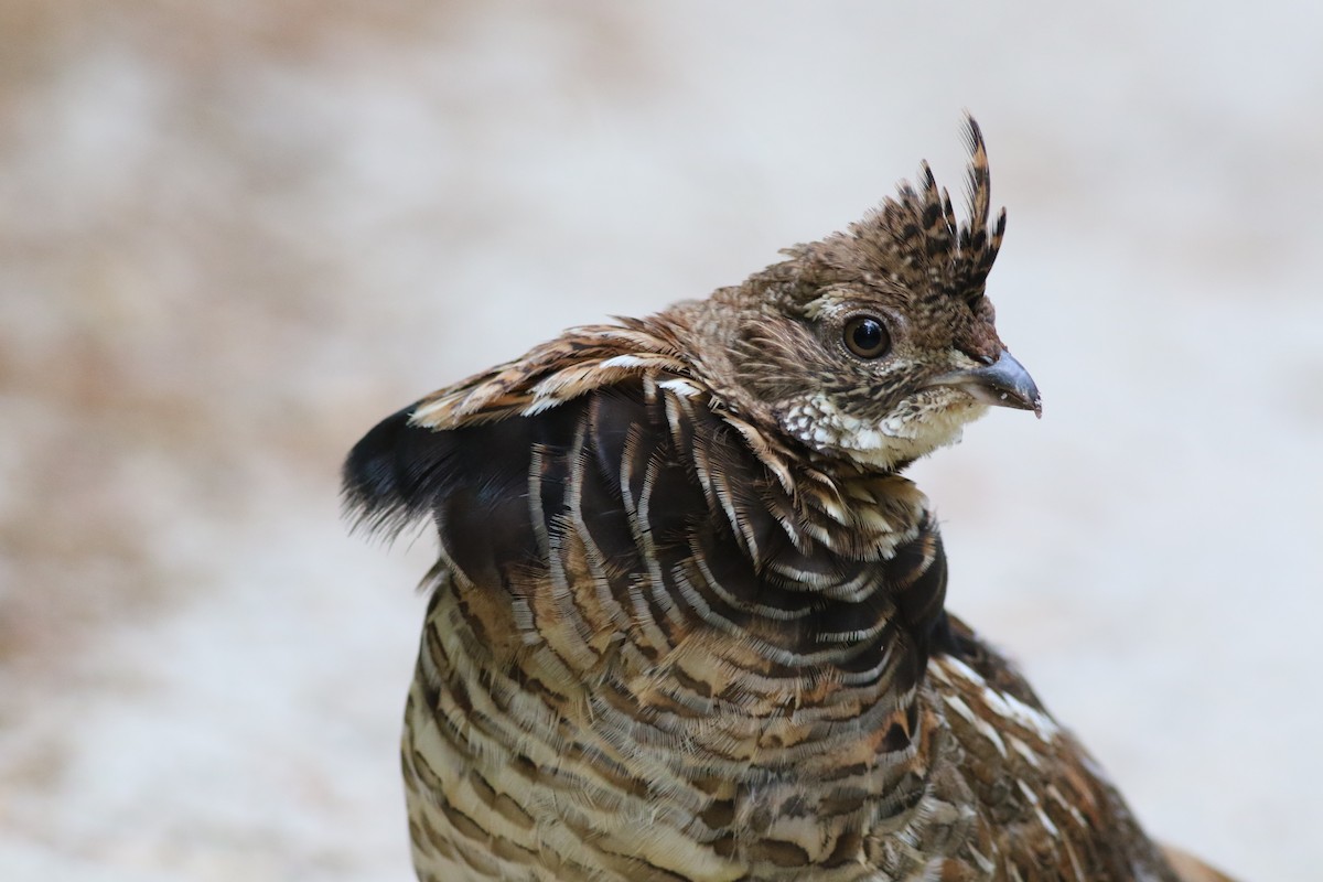 Ruffed Grouse - Lily Morello