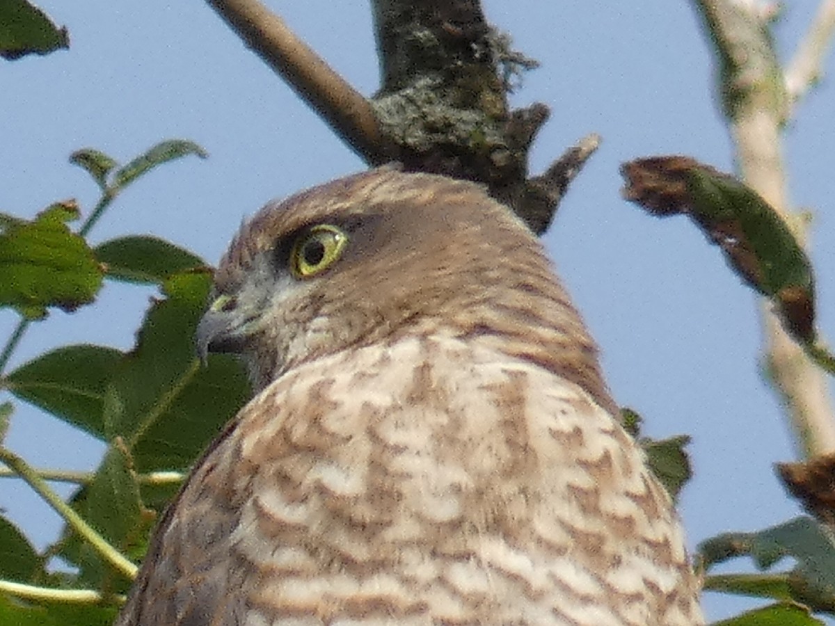 Eurasian Sparrowhawk - ML467968191