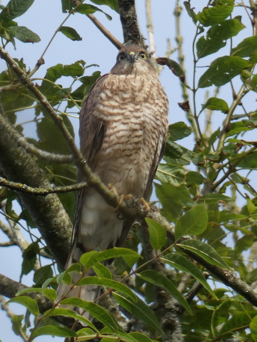 Épervier d'Europe - ML467968211