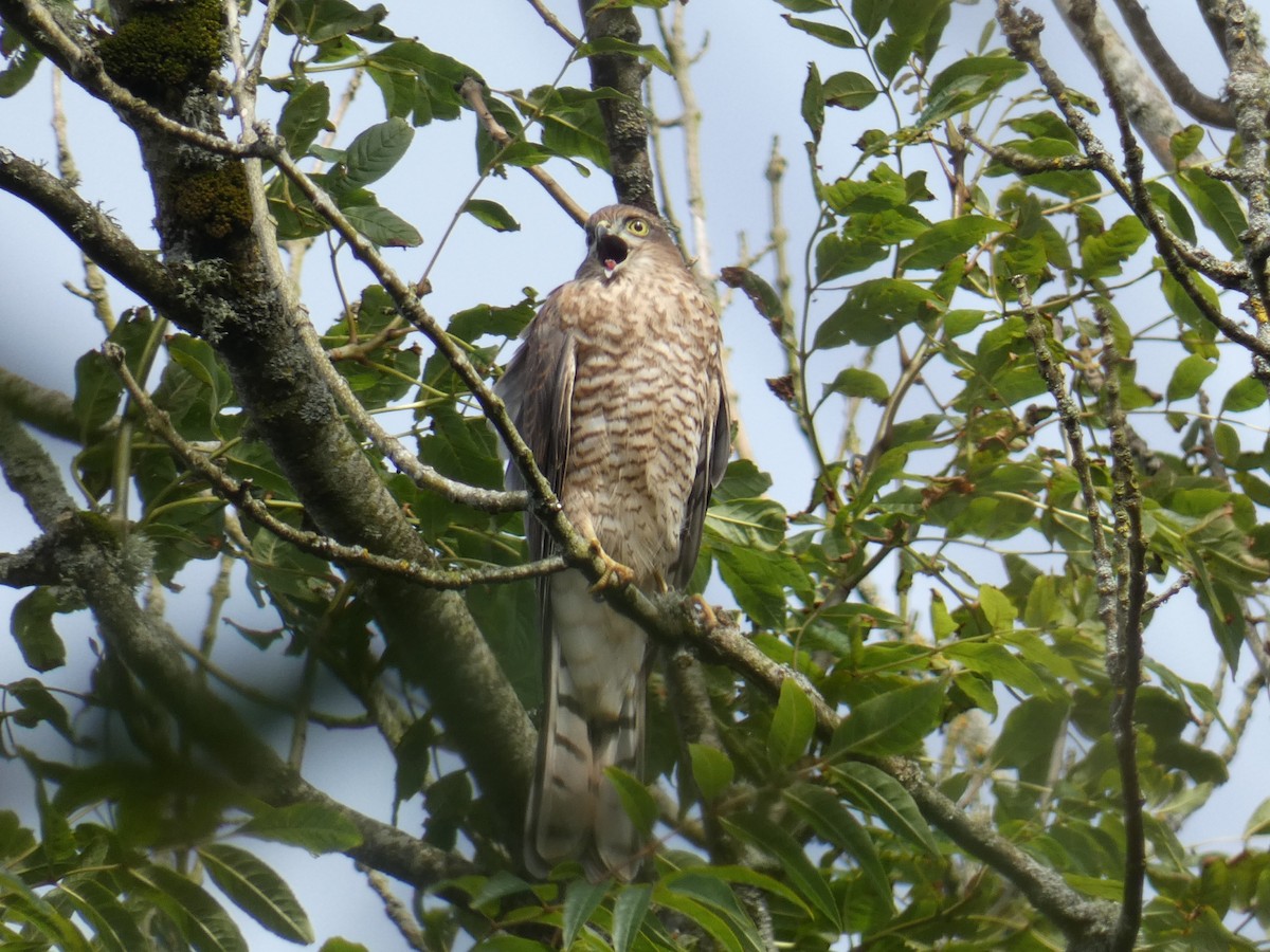 Eurasian Sparrowhawk - ML467968221