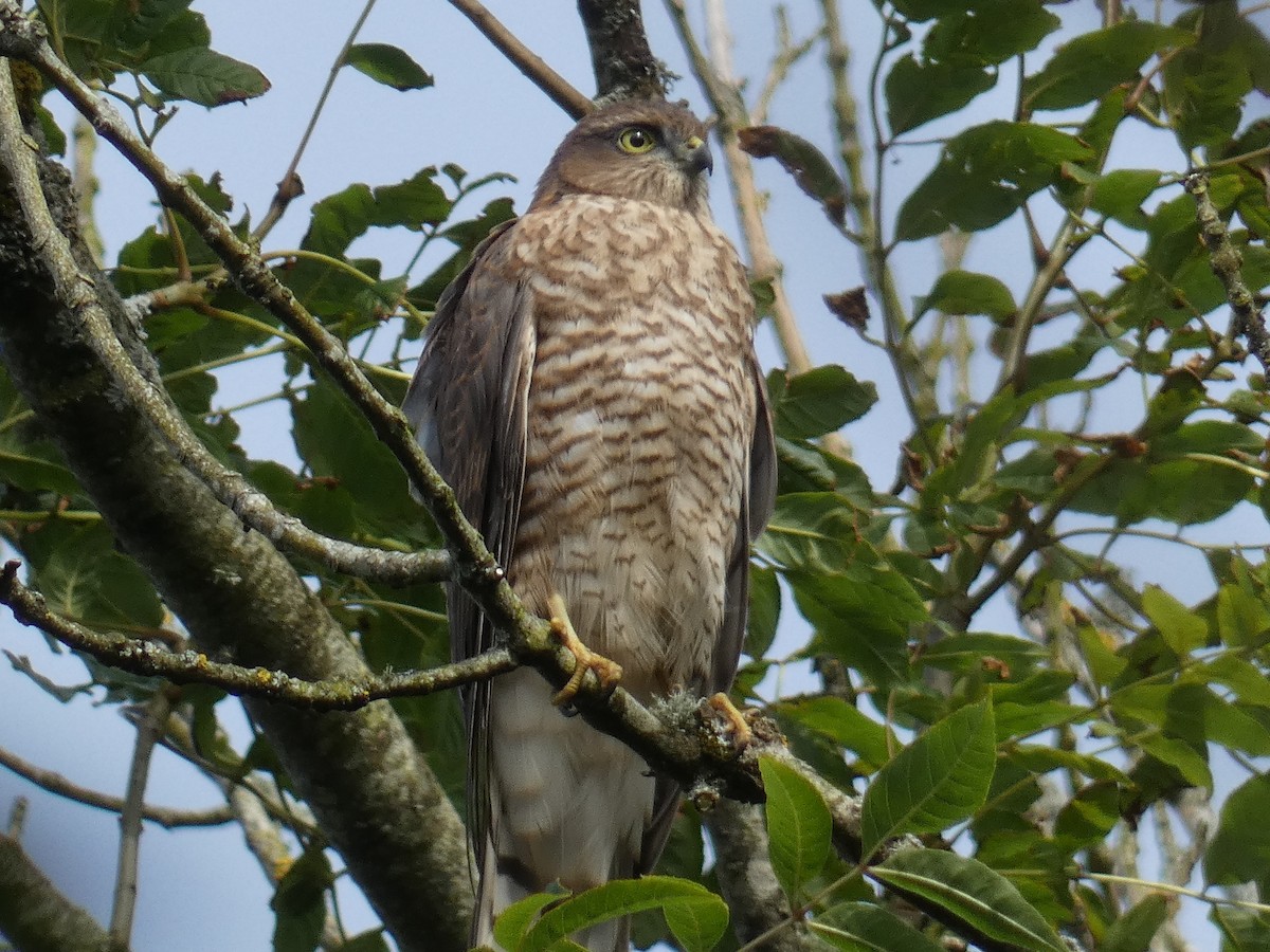 Eurasian Sparrowhawk - ML467968231