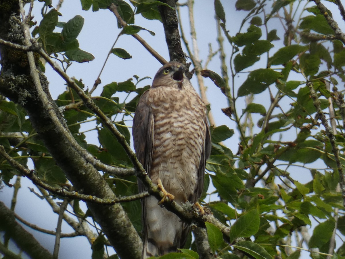 Eurasian Sparrowhawk - ML467968281