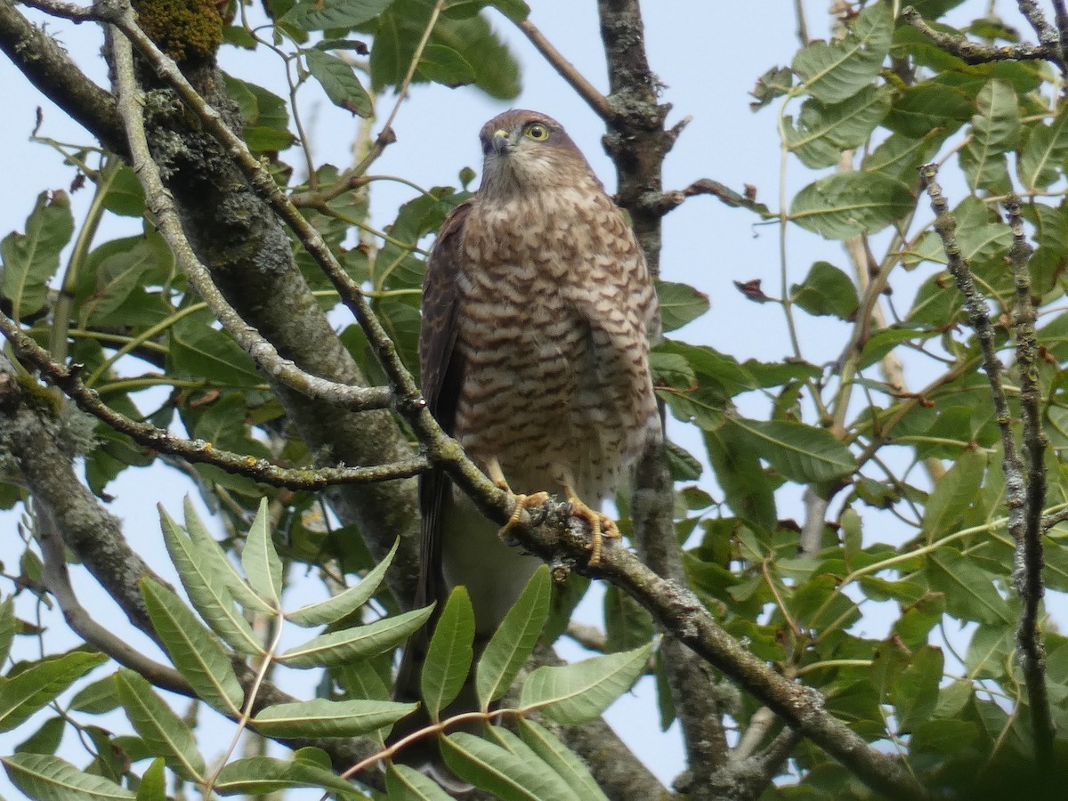 Eurasian Sparrowhawk - ML467968851