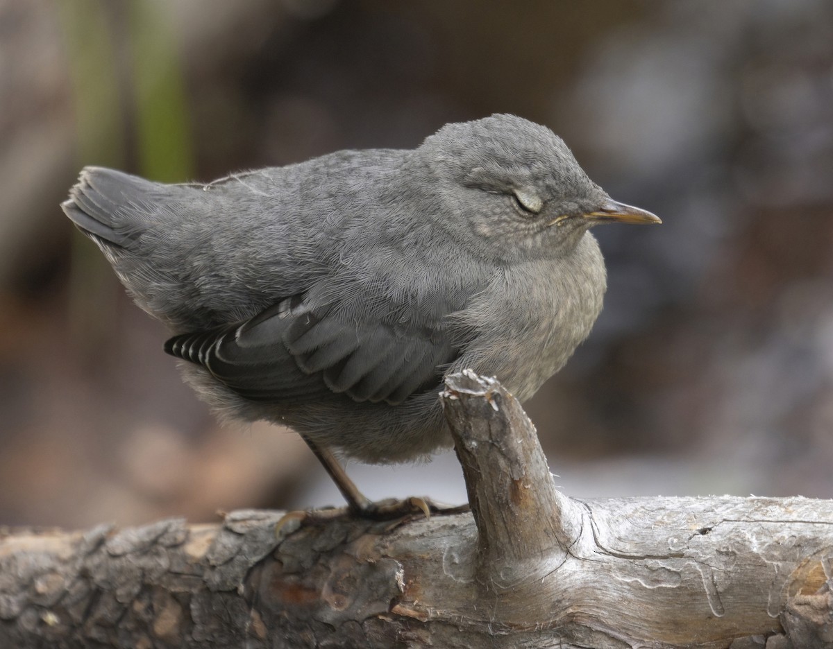 American Dipper - Terry Sohl