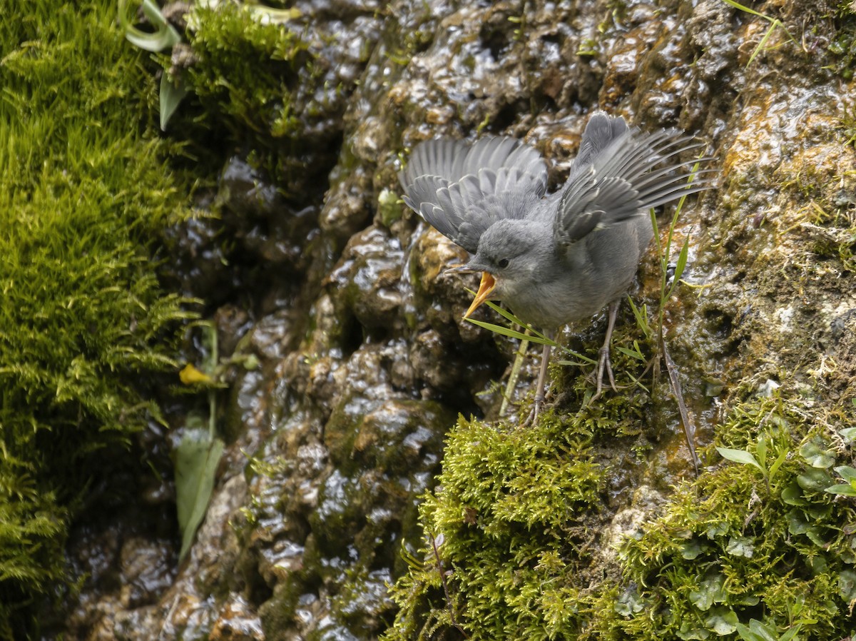 American Dipper - ML467969201