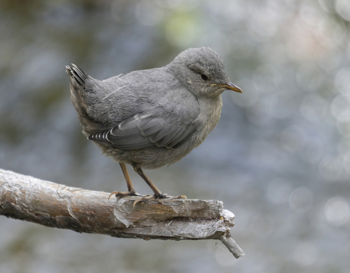 American Dipper - ML467969231