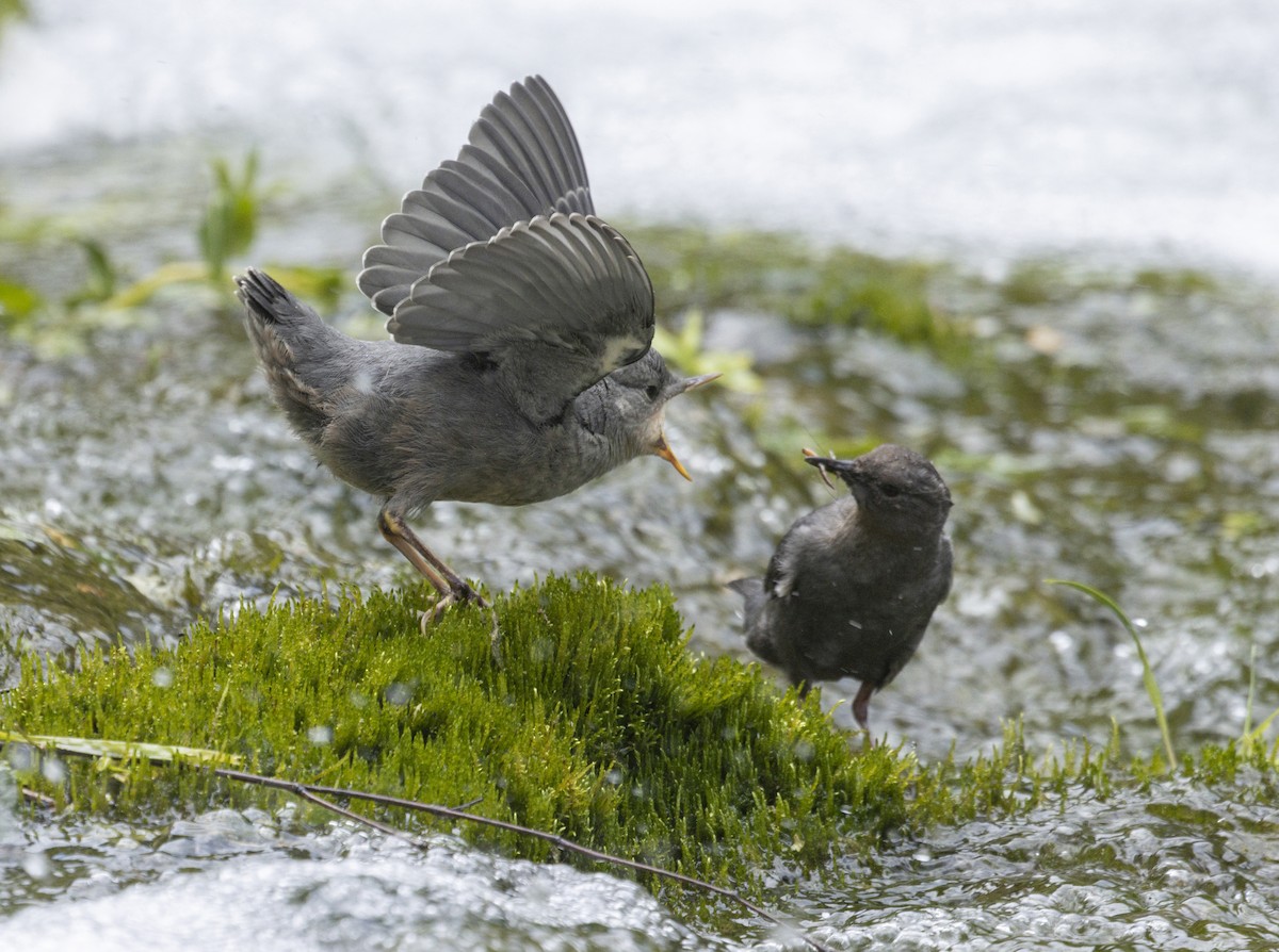 American Dipper - ML467969241