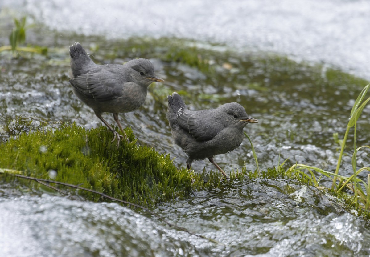 American Dipper - ML467969251