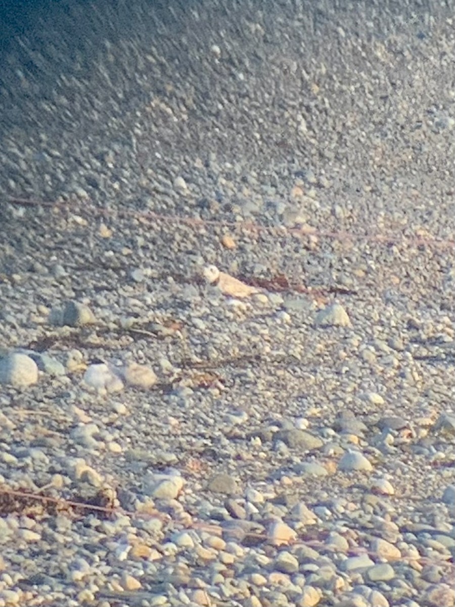 Piping Plover - ML467969261