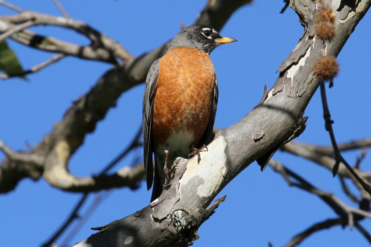 Zozo papargorria - ML46797151