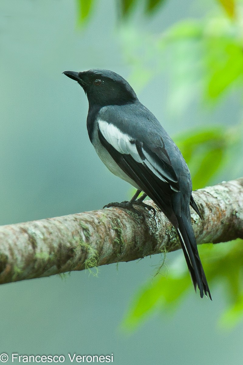 McGregor's Cuckooshrike - Francesco Veronesi