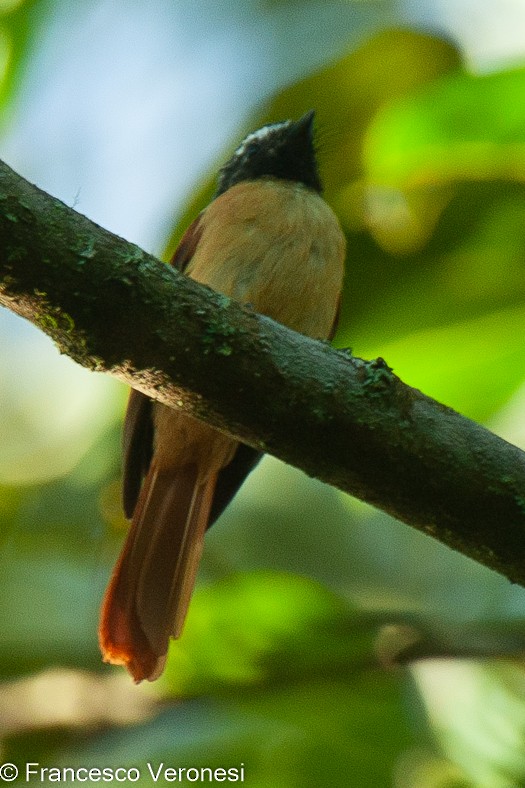 Black-and-cinnamon Fantail - Francesco Veronesi