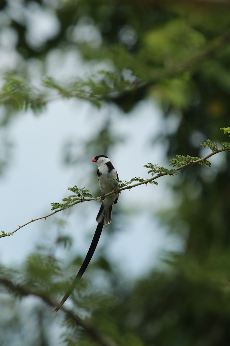 Pin-tailed Whydah - ML467972001