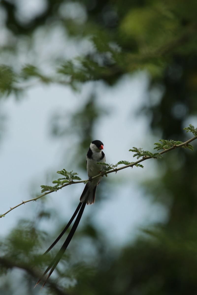 Pin-tailed Whydah - ML467972011