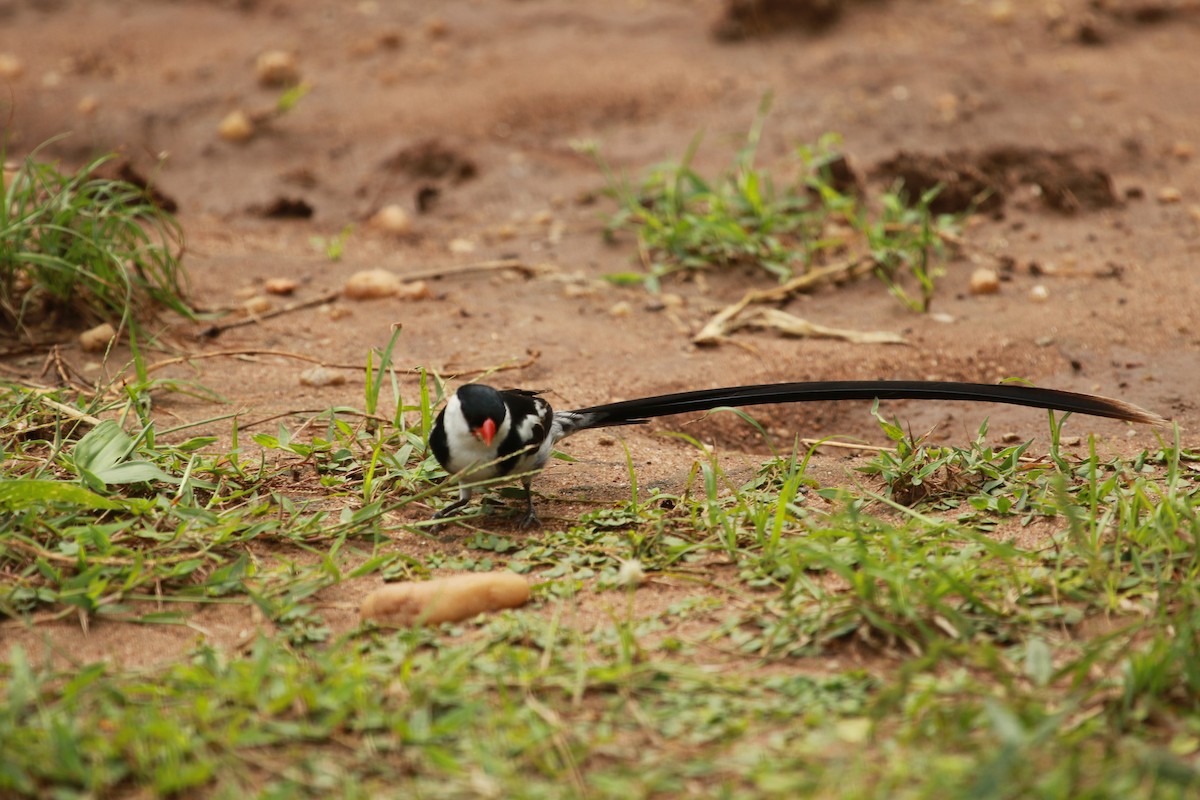 Pin-tailed Whydah - ML467972021