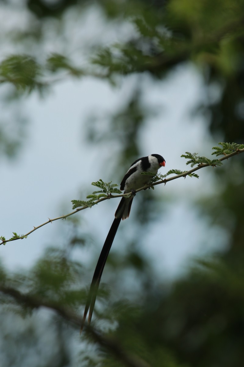 Pin-tailed Whydah - ML467972031