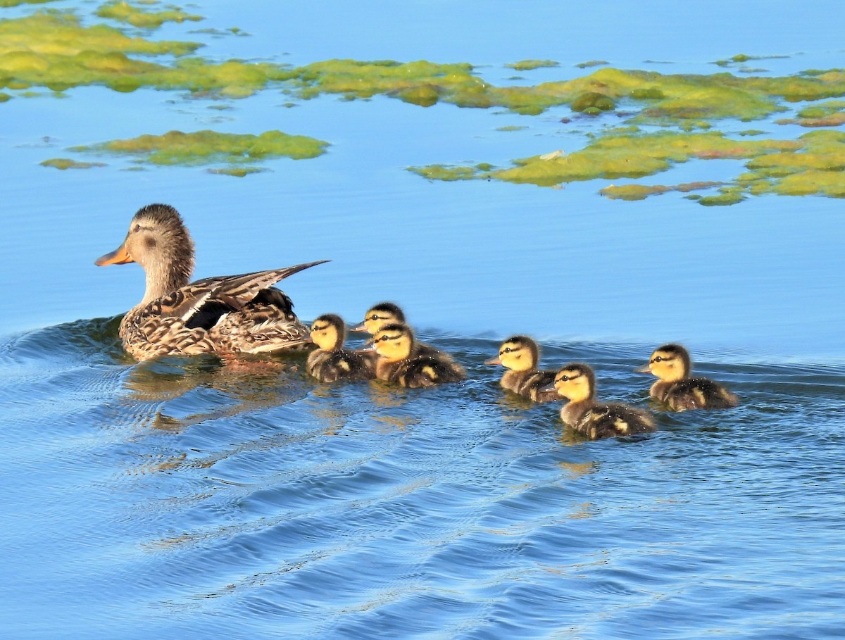 eBird Checklist 7 Jul 2022 Broadview Pond and (town) 48 species